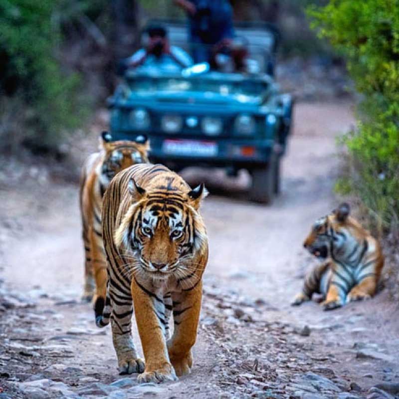 Wildlife Tours of India