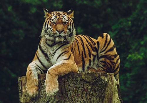 North India Tour packages