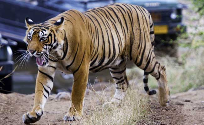 golden-triangle-tour-with-ranthambore